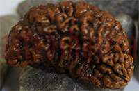 36mm One mukhi